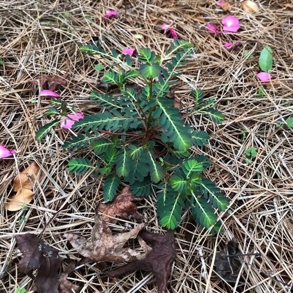 Phyllanthus urinaria Flor