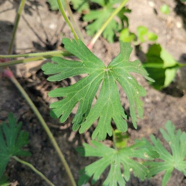 Geranium carolinianum Ліст