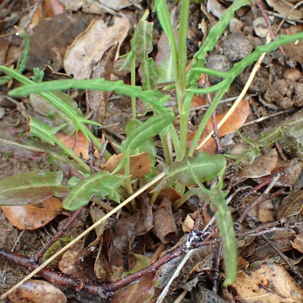 Rumex intermedius Leaf