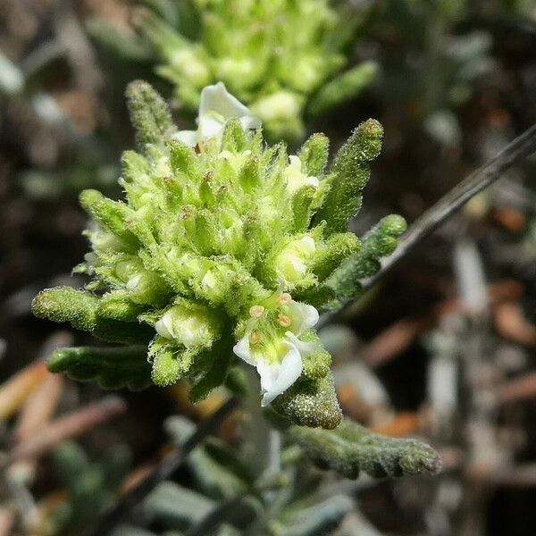 Teucrium polium Кветка