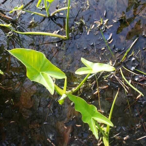 Peltandra virginica Leaf