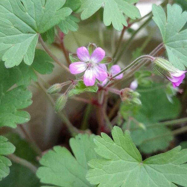 Geranium rotundifolium Flor