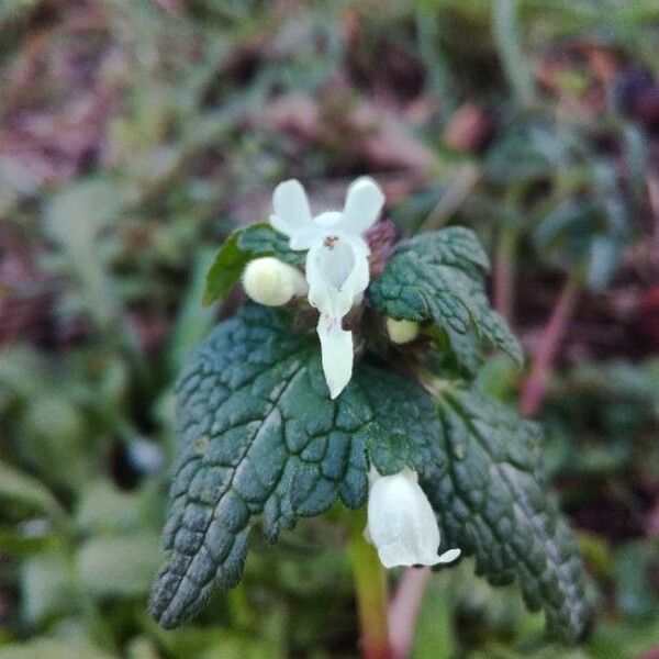 Lamium bifidum Flower