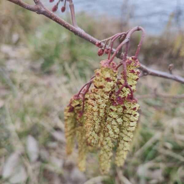 Alnus glutinosa Frugt