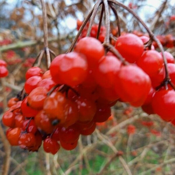 Viburnum opulus Frugt