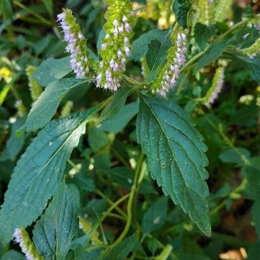 Elsholtzia ciliata Blüte