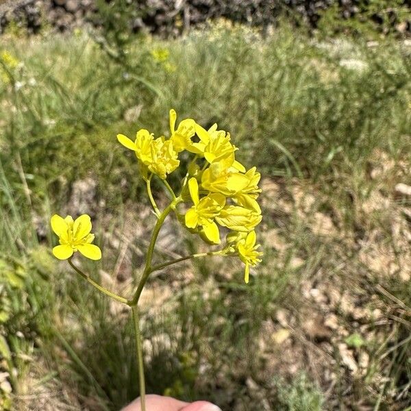 Biscutella laevigata Flower