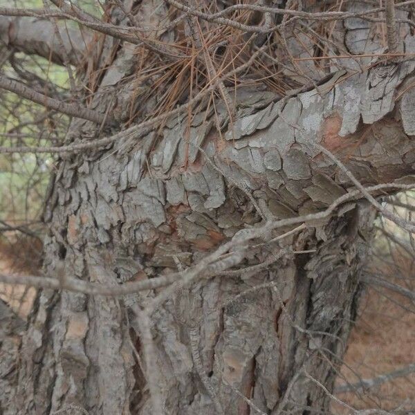 Pinus brutia Bark