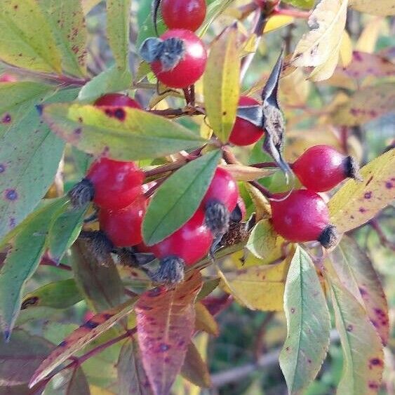 Rosa palustris Plod