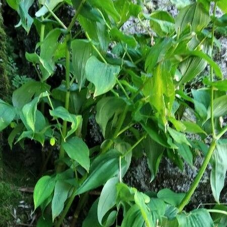 Streptopus amplexifolius Habit