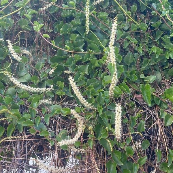 Anredera cordifolia Staniste