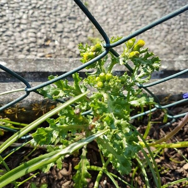 Senecio vulgaris Lehti