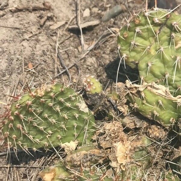 Opuntia polyacantha Hoja