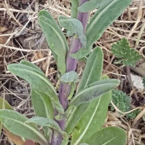 Isatis tinctoria Foglia