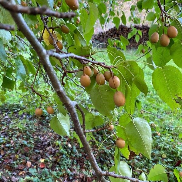 Pyrus calleryana Frukt