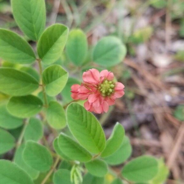 Indigofera hirsuta Blodyn