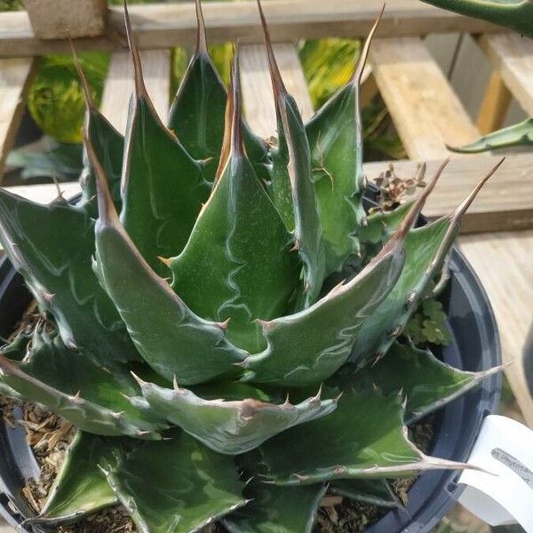 Agave montana