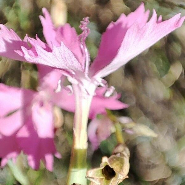 Dianthus lusitanus Flower