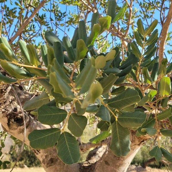 Ceratonia siliqua Leaf