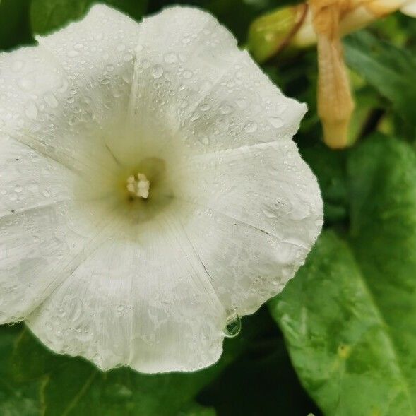 Convolvulus silvaticus Floare