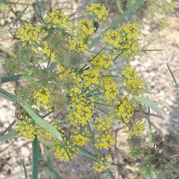 Foeniculum vulgare Цвят