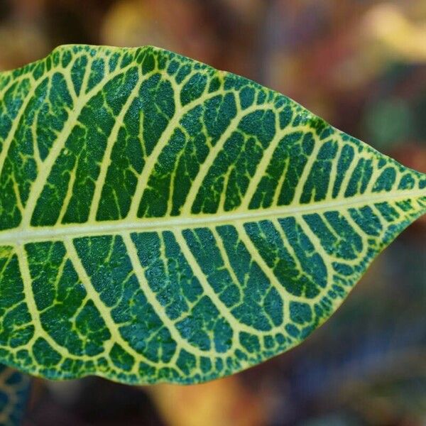 Codiaeum variegatum Leaf