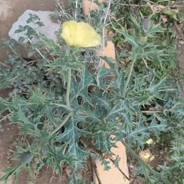 Argemone ochroleuca Fulla