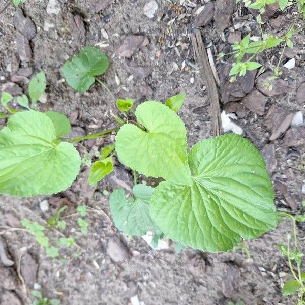 Viola pubescens Лист