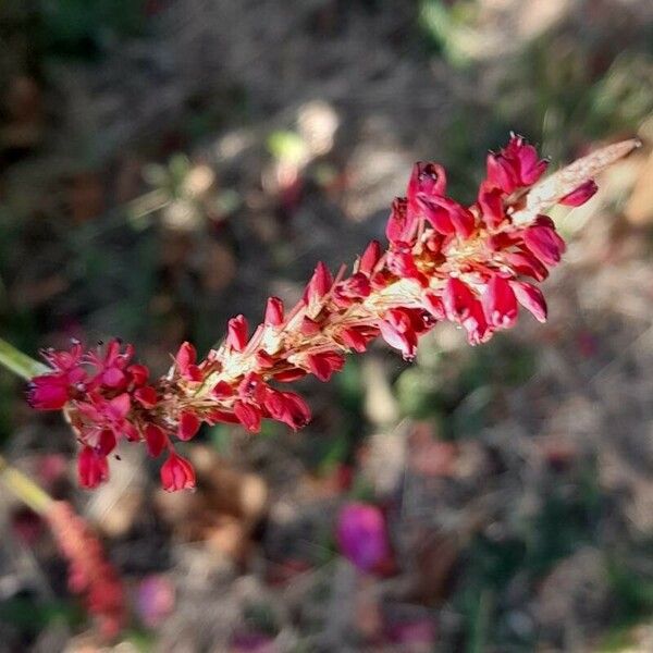 Persicaria orientalis Кветка