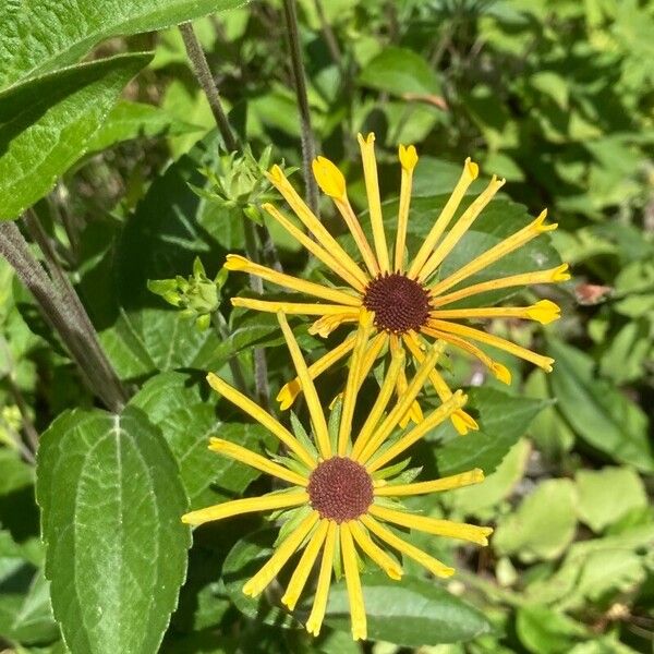 Rudbeckia subtomentosa ফুল