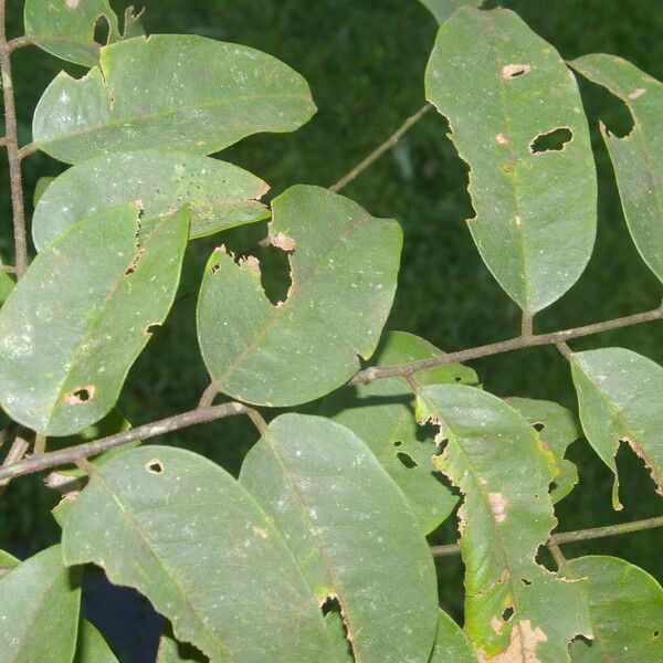 Dalbergia melanocardium Leaf