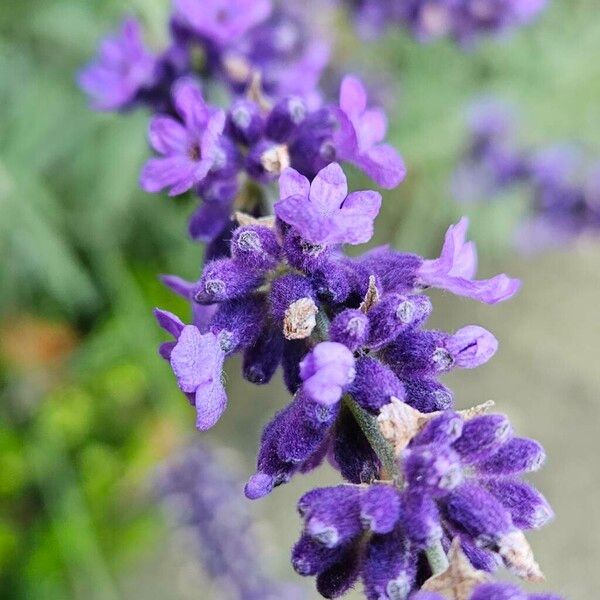 Lavandula angustifolia Blüte