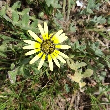 Arctotheca calendula Flor