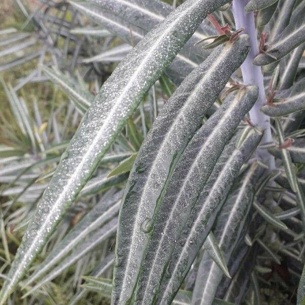 Euphorbia lathyris Blad