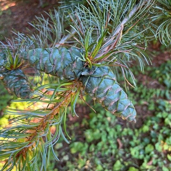 Pinus parviflora Lapas