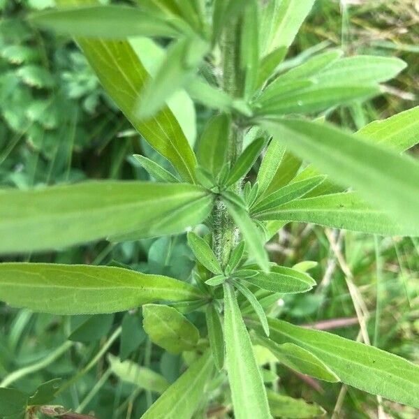 Erigeron sumatrensis Leaf