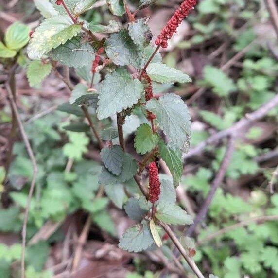 Acalypha multicaulis Flower