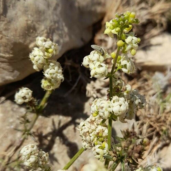 Galium lucidum Цвят