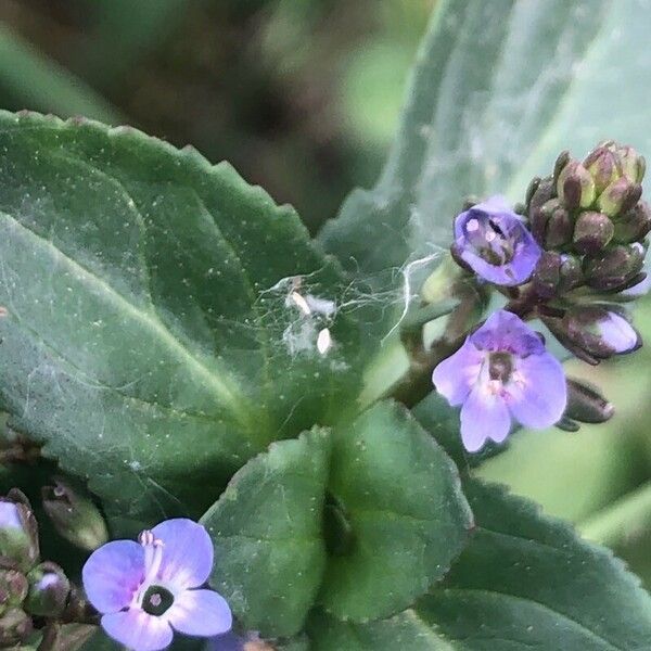 Veronica beccabunga Fleur