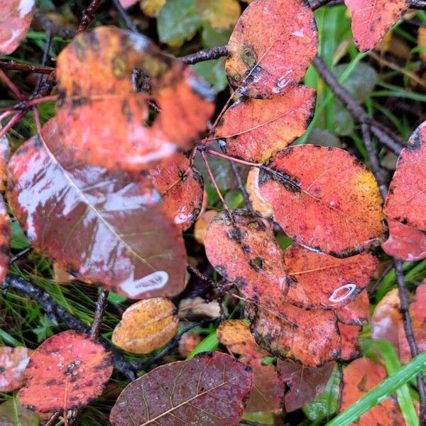 Cotinus coggygria Leaf