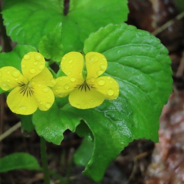 Viola glabella 花