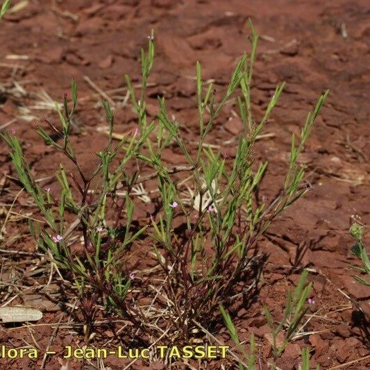 Dianthus nudiflorus ᱛᱟᱦᱮᱸ