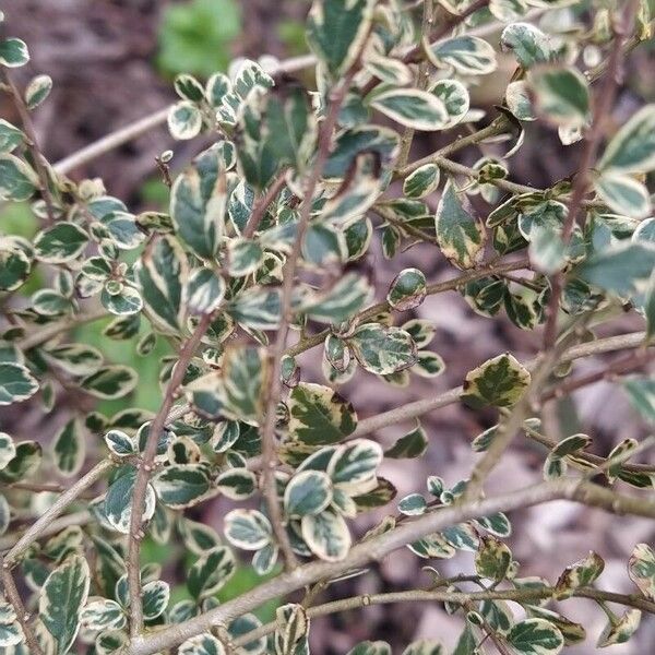 Azara microphylla 葉