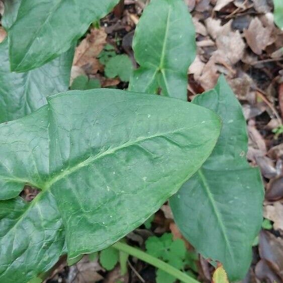 Arum dioscoridis Blatt