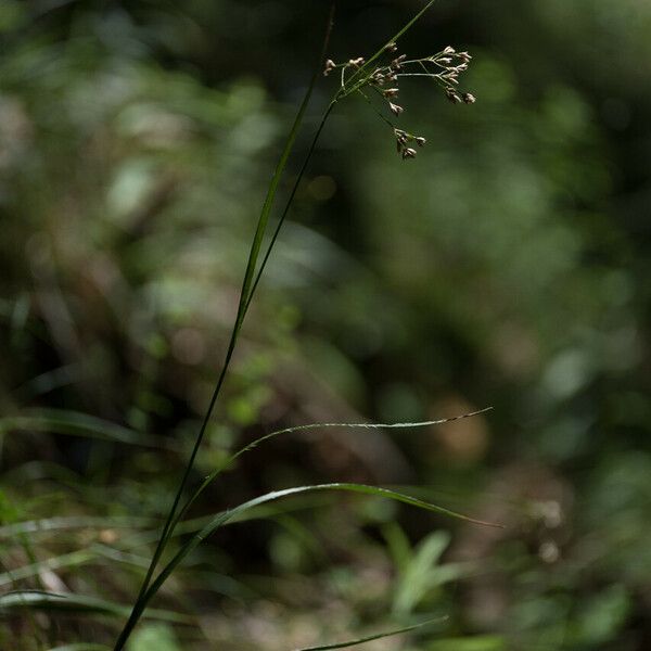 Luzula luzuloides Flower