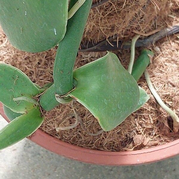 Vanilla pompona Leaf