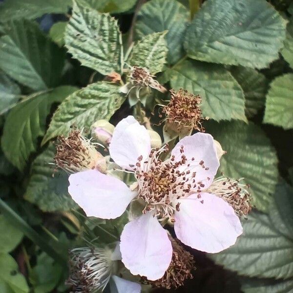 Rubus ulmifolius Flower