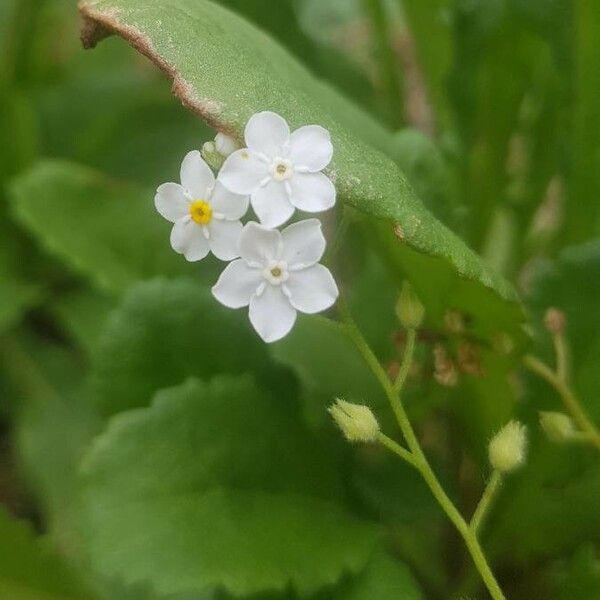 Myosotis nemorosa Květ