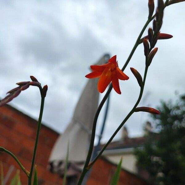 Crocosmia aurea Flor