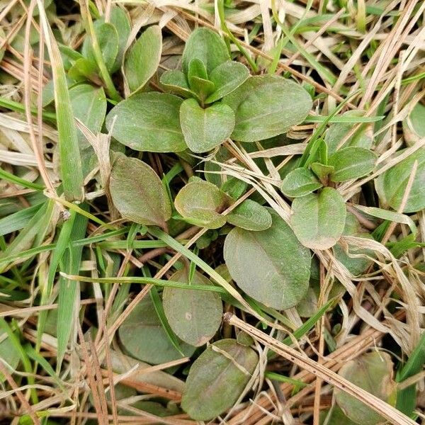 Veronica serpyllifolia ഇല